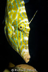 Scrawled Filefish -Bonaire night dive-Canon 5D 50 mm macro by Richard Goluch 